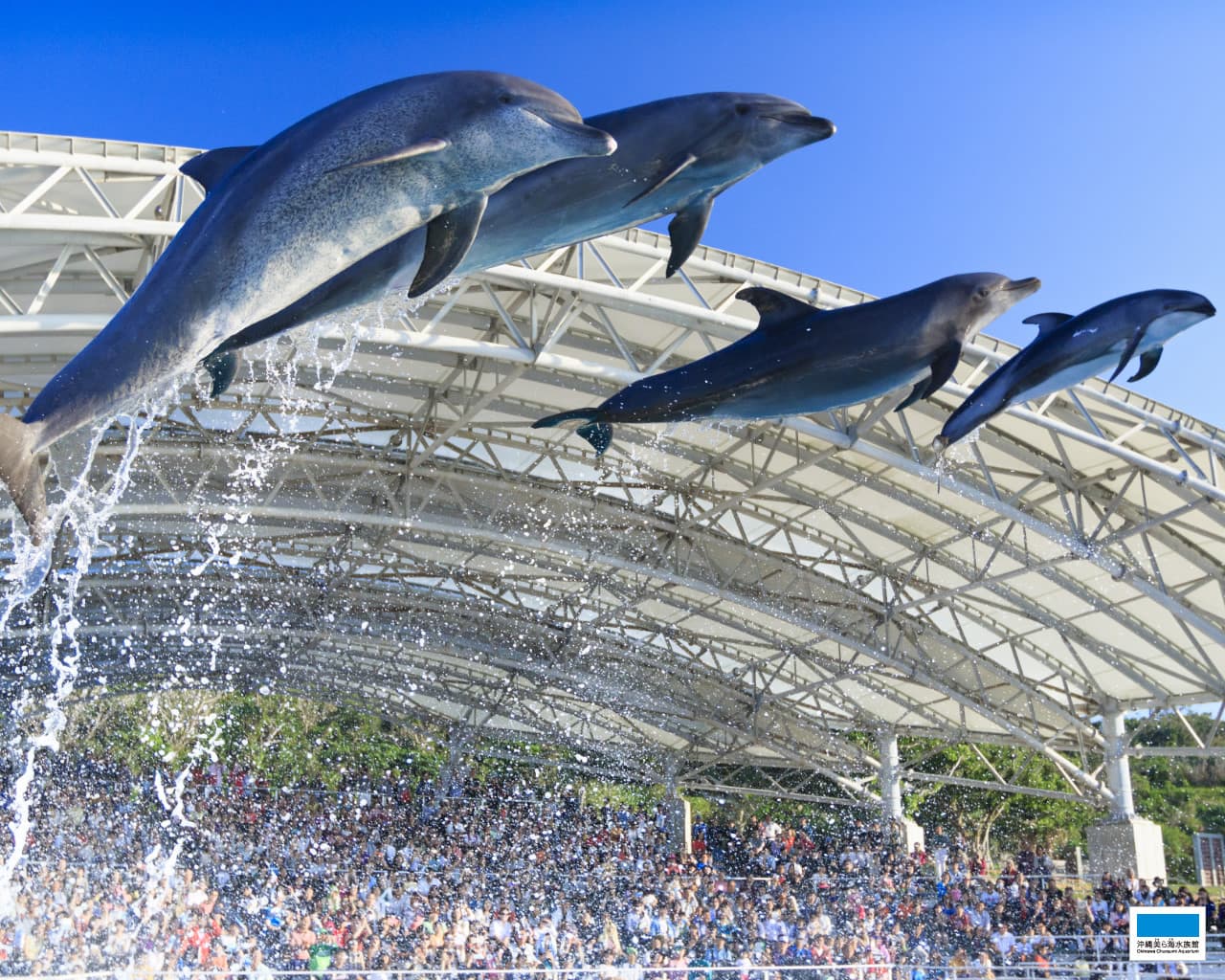 Okinawa Churaumi TokuToku Pass - image 2